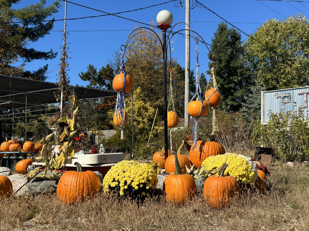 An old combine harvester turned into a pumpkin tree